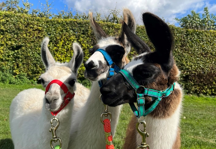 Three llamas standing on grass in front of a tall green hedge under a partly cloudy blue sky. Each llama wears a colourful halter with a lead rope: the left one has a red halter, the middle one blue, and the right one green. The llamas have white and brown coats with dark markings on their faces, and their ears are upright. The scene is bright and sunny, suggesting a calm outdoor setting.