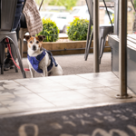 A  small dog sit outside looking in through a doorway.