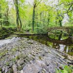 Rivelin Valley Trail walk, with the trees reflecting in the water.