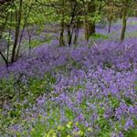 Bluebells at Woolley Woods.
