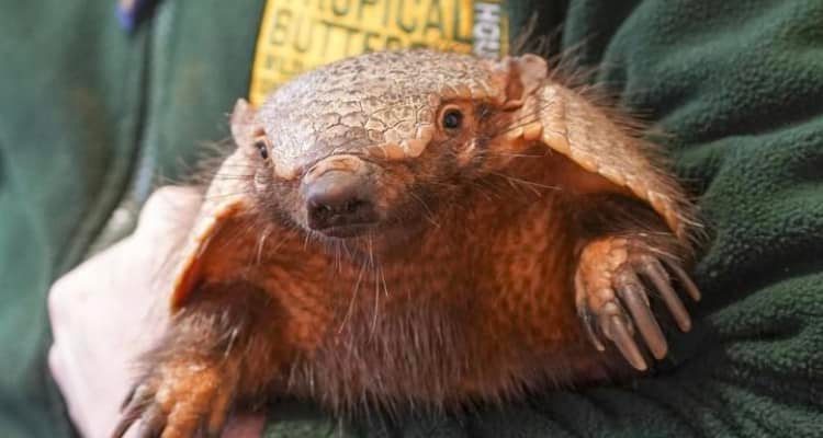 An armadillo being held.