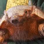 An armadillo being held.