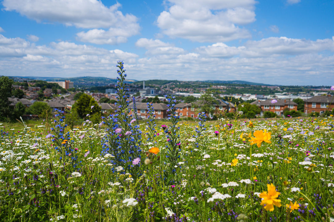 A vibrant wildflower meadow with a mix of colorful flowers including yellow, purple, and white blooms in the foreground. Behind the meadow, there are rows of houses and trees, with a townscape and rolling hills in the distance under a bright blue sky with scattered white clouds.