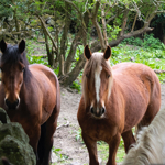 Three horses in a field, next to an old, mossy stone wall.