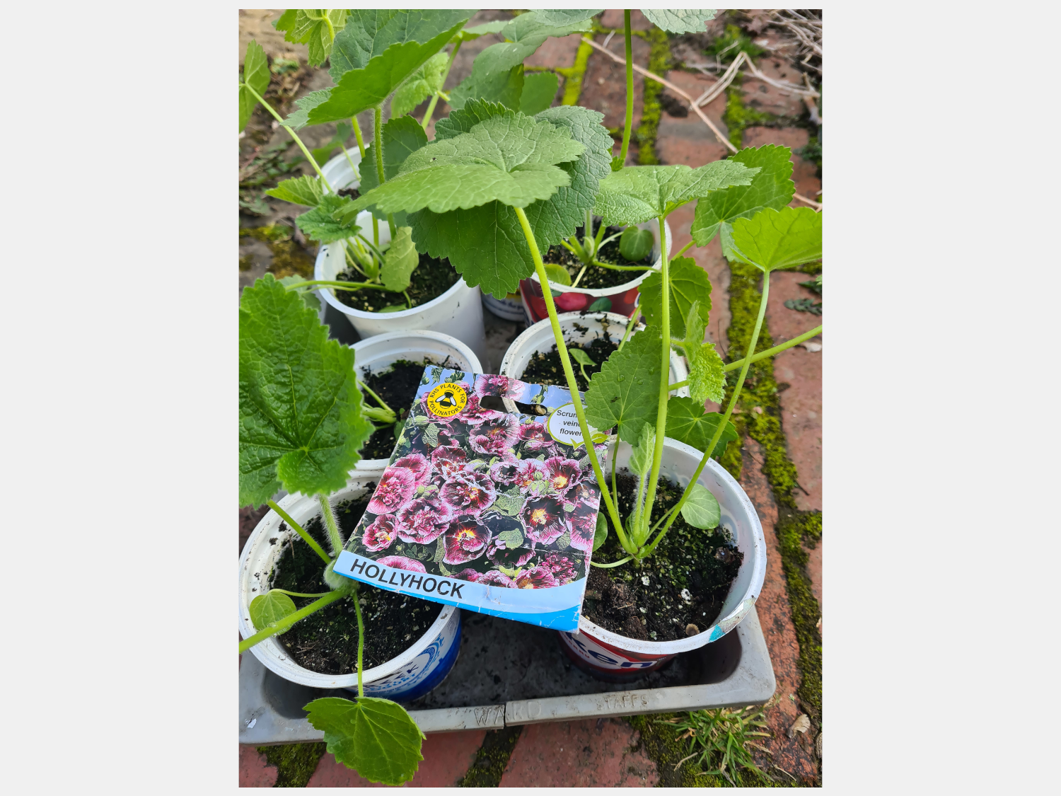 Whirlow Brook Park Plant Swap/Sale In aid of Orchard and Wild Play Area