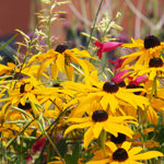 A close-up of bright yellow flowers as part of the planting at Grey To Green.
