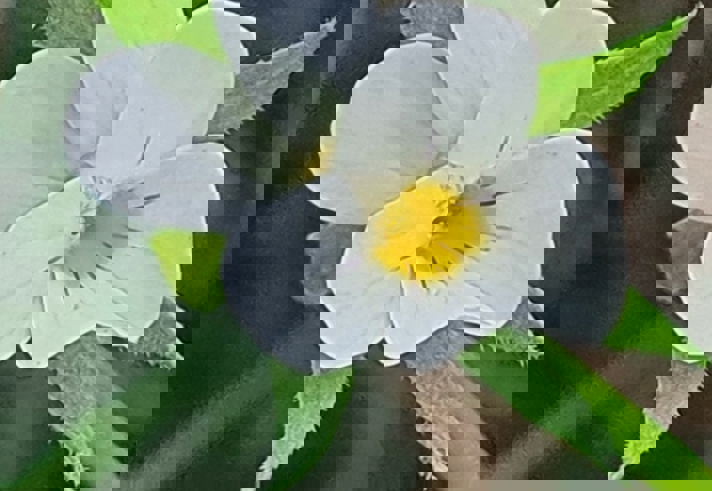 Close up of a wild pansy.