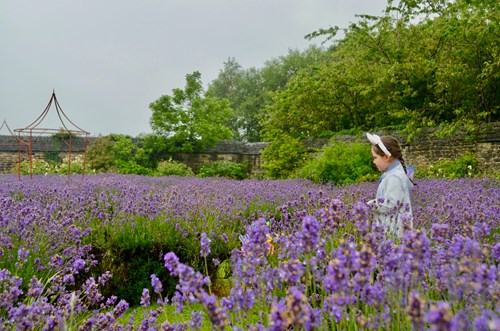 Person standing in a large field of blooming lavender flowers, wearing a light-colored outfit and a headband. The background includes a stone wall, green trees, and a metal garden structure under an overcast sky.
