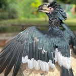 A large bird at  at the Tropical Butterfly House Wildlife Conservation Park.