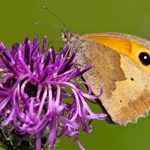 A close-up of a butterfly on a flower - © Rob Miller