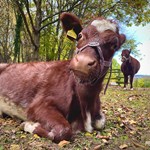 A cow and a calf at Heeley City Farm.