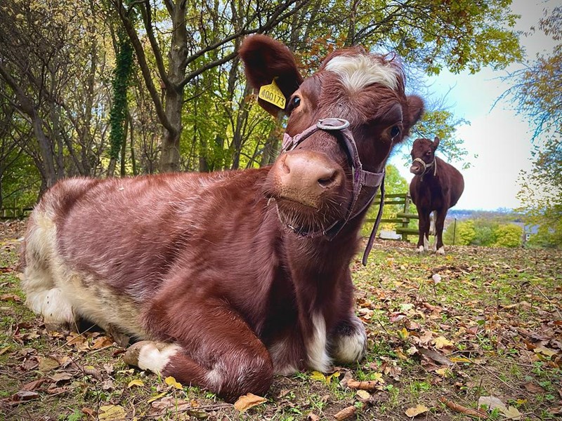 A cow and a calf at Heeley City Farm.