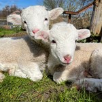 Two lambs at Heeley City Farm.