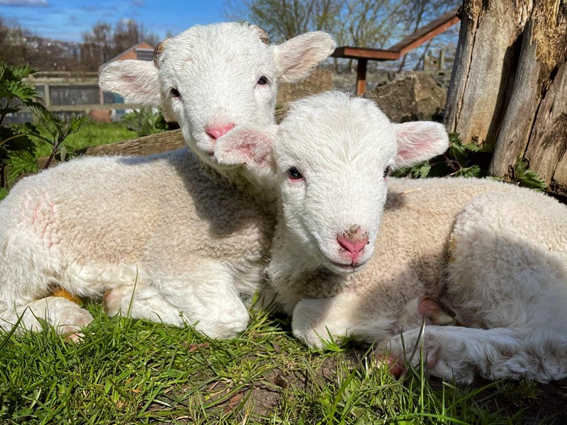 Two lambs at Heeley City Farm.