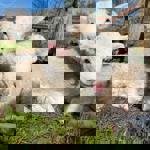 Two lambs at Heeley City Farm.