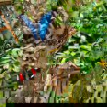 Several different breeds of butterfly resting on a tree trunk.