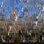 Grave stones at Wardsend Cemetery.