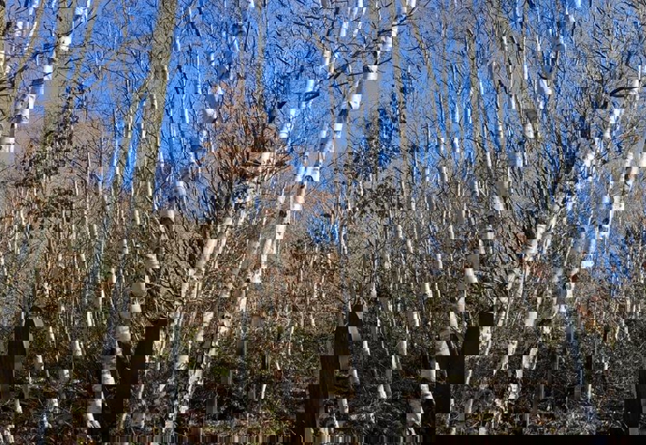 Grave stones at Wardsend Cemetery.