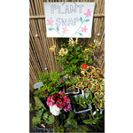 A group of plants, in pots, sit in front of a fence. Above them is a hand-drawn sign that reads 'Plant Sale'.