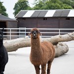 Two lamas at the animal farm at Graves Park.