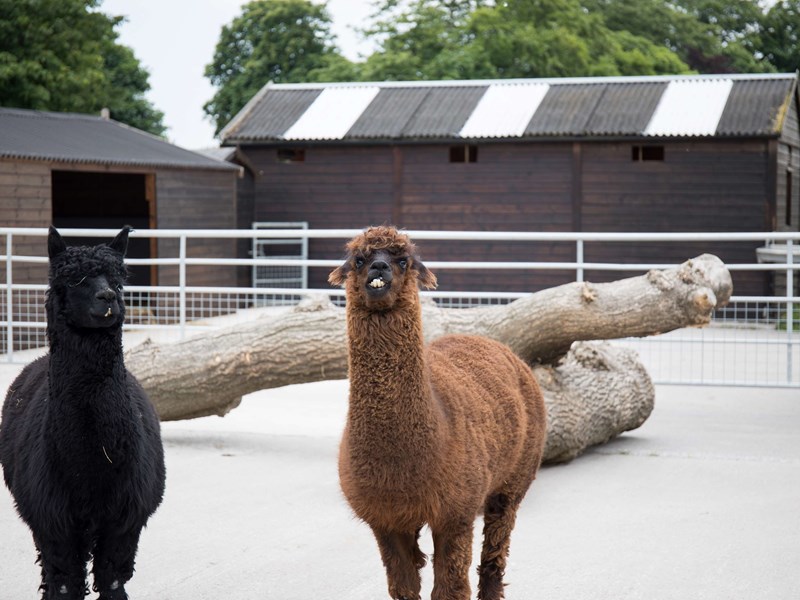 Two lamas at the animal farm at Graves Park.