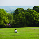 An open grass area surrounded by trees at Graves Park.