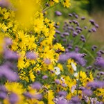 A bank of yellow of purple flowers at Sheffield Botanical Gardens.