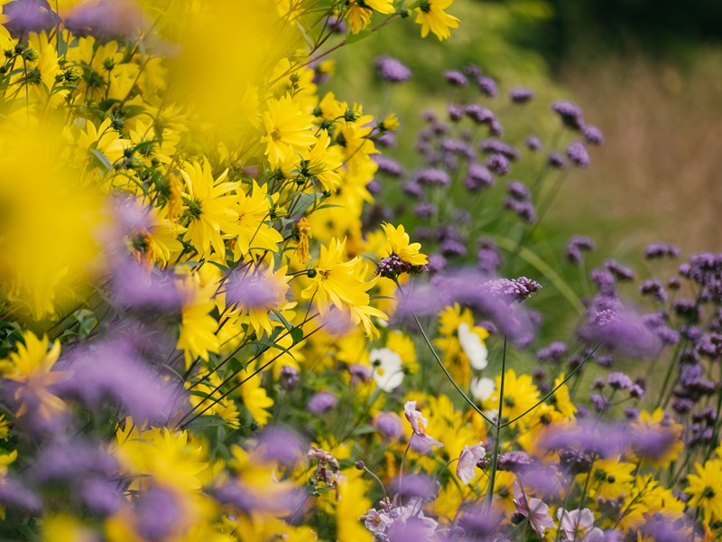 A bank of yellow of purple flowers at Sheffield Botanical Gardens.