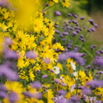 A bank of yellow of purple flowers at Sheffield Botanical Gardens.