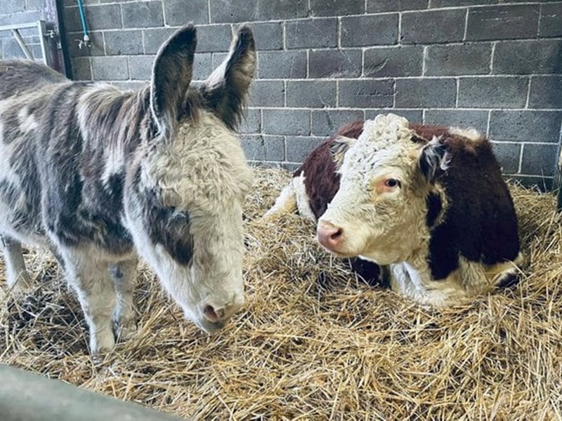 Cows at Whirlow Hall Farm.