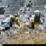 Cows at Whirlow Hall Farm.