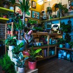 The inside of the Gravel Pit Shop. The shop is filled with wooden shelves packed with a huge array of potted plants.