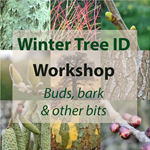 Poster for the Winter Tree ID Workshop.