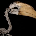The skeleton of a bird with a large hornbill beak.
