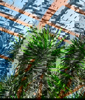 Close-up view of spiky green yucca plants inside a glass-roofed structure with wooden beams, under bright natural sunlight