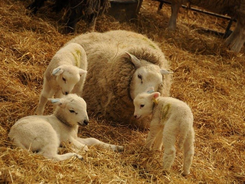 A ewe and three lambs at Whirlow Hall Farm.