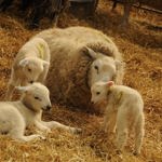 A ewe and three lambs at Whirlow Hall Farm.