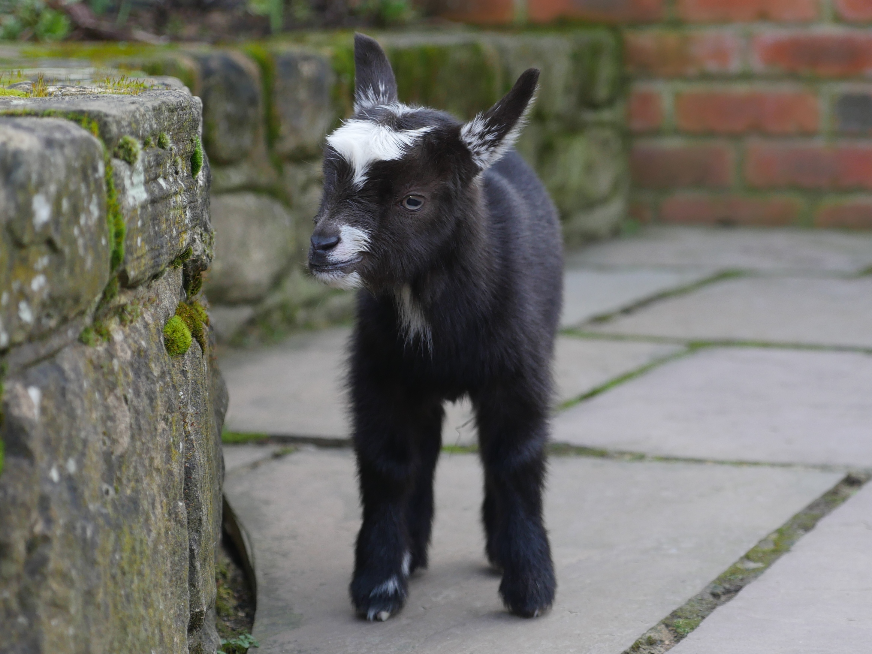 A baby goat standing on a path.