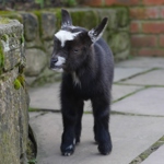 A baby goat standing on a path.