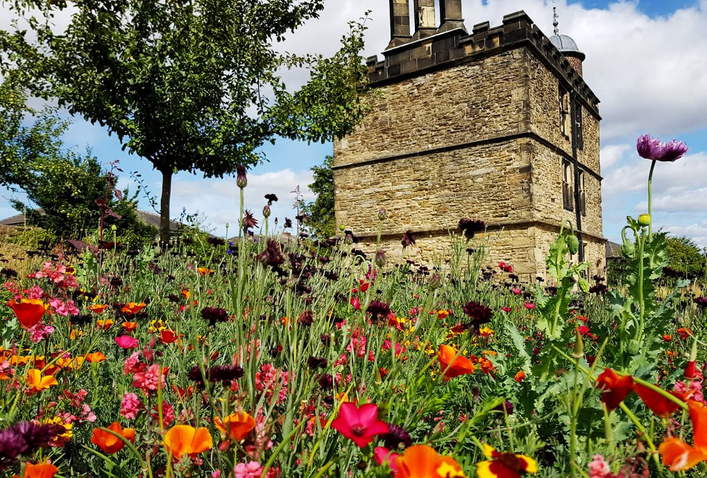 Poppies at Sheffield Manor Lodge.