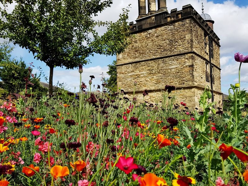 Poppies at Sheffield Manor Lodge.