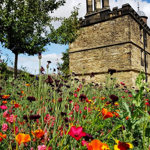 Poppies at Sheffield Manor Lodge.