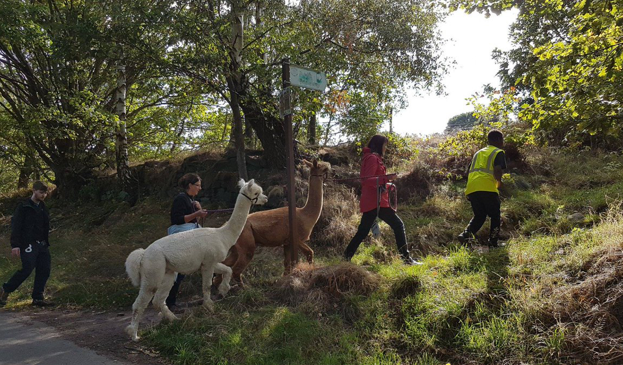 A group of people out walking with Alpacas.