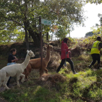 A group of people out walking with Alpacas.