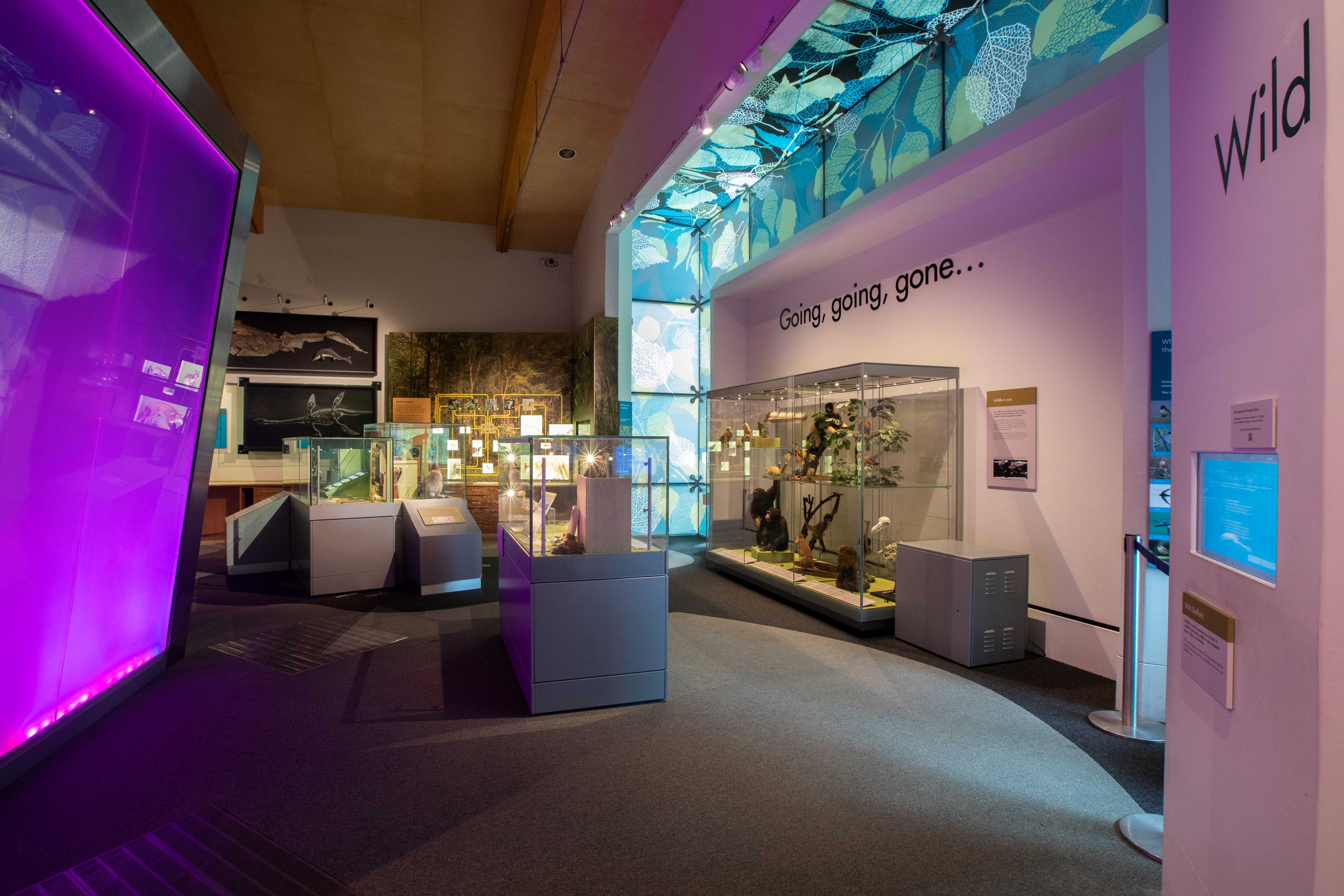 A display at the Weston Park Museum.