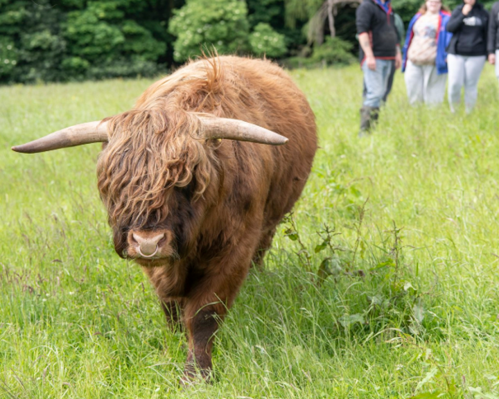 Three people and a guide looking at a Highland cow.