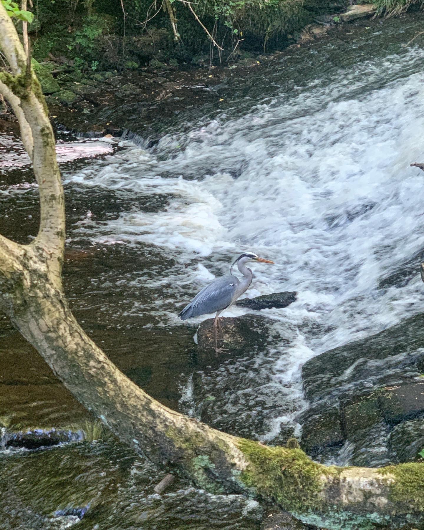A weir on the Rivelin Valley Trail.