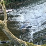 A weir on the Rivelin Valley Trail.