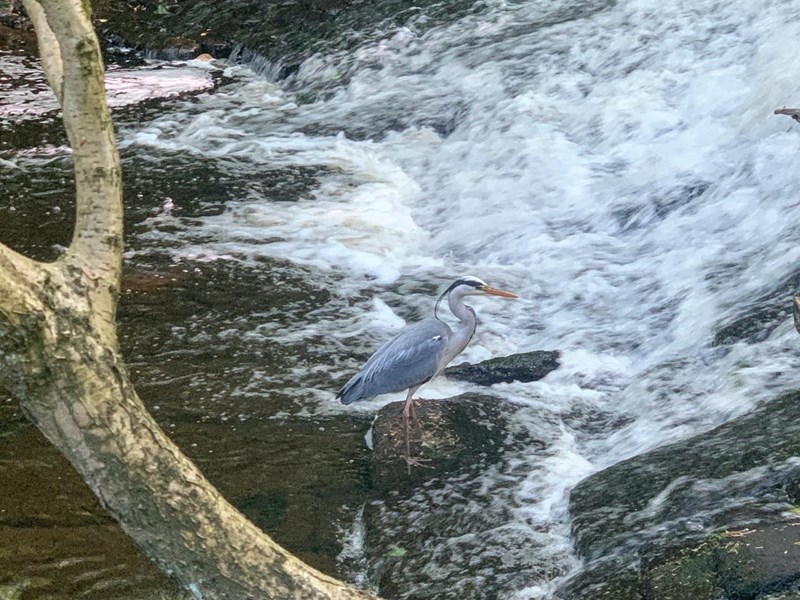 A weir on the Rivelin Valley Trail.