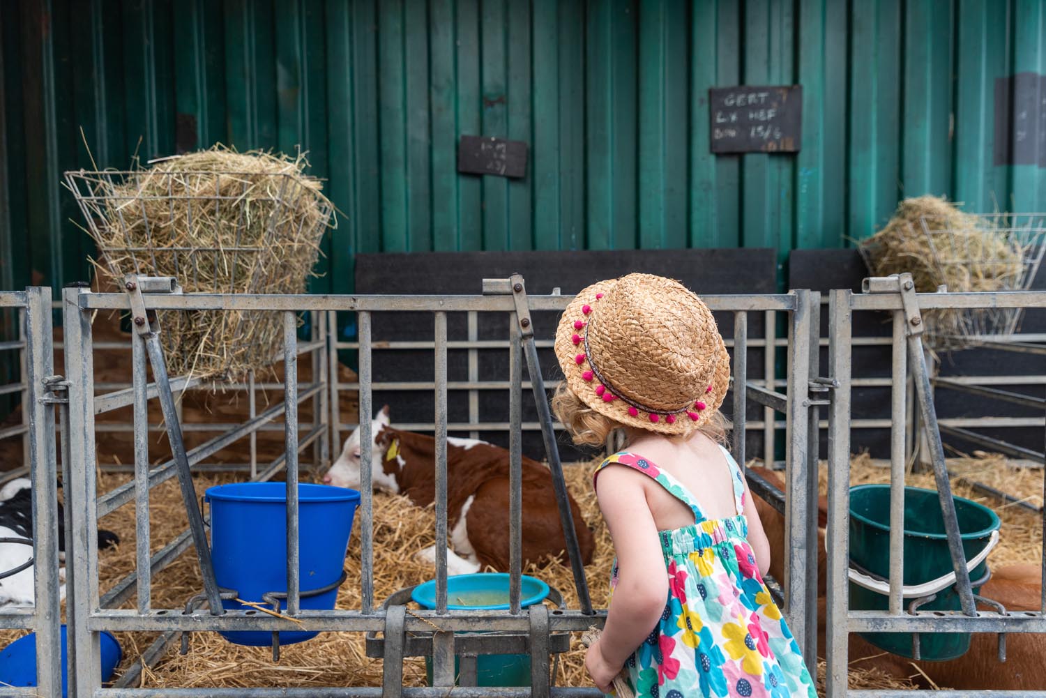 A child looking at a cow in a pen.